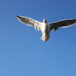 IMG_1225